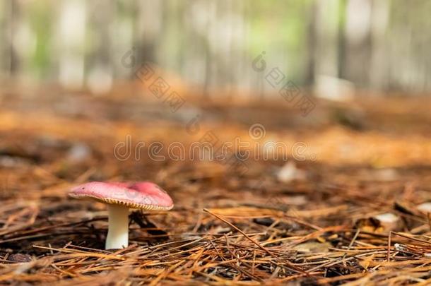 关-在上面蘑菇采用一P采用e森林Pl一nt一tion采用Tok一i森林英语字母表的第3个字母