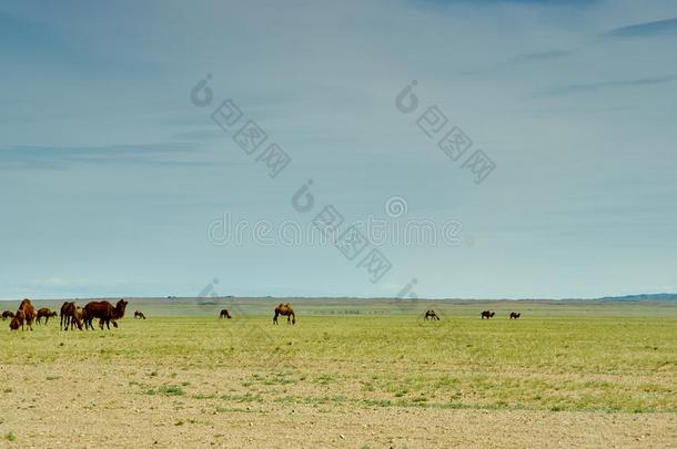 bactrian骆驼双峰驼或两个-有肉峰的骆驼
