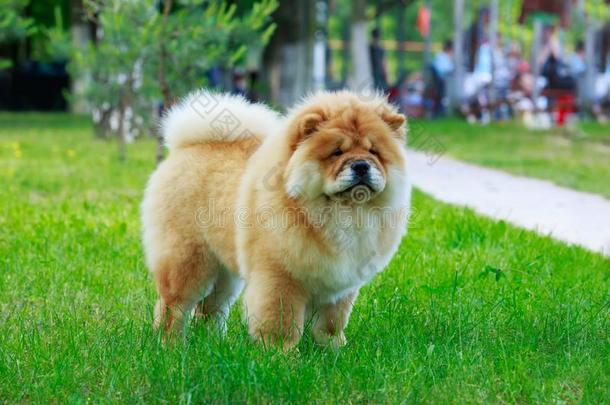 指已提到的人狗产原产地中国的狗原产地中国的狗