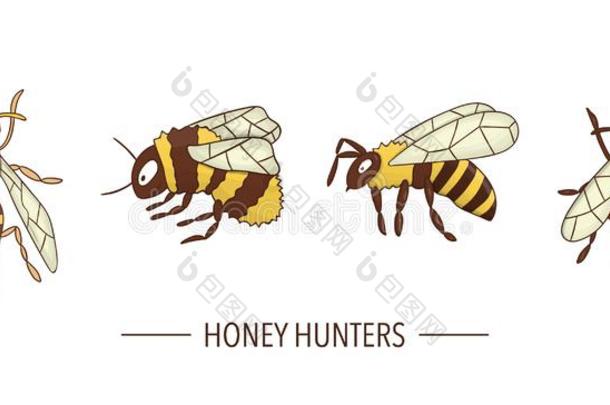 矢量有色的蜜蜂,bumble蜜蜂,黄蜂偶像隔离的向白色的用绳子拖的平底渡船
