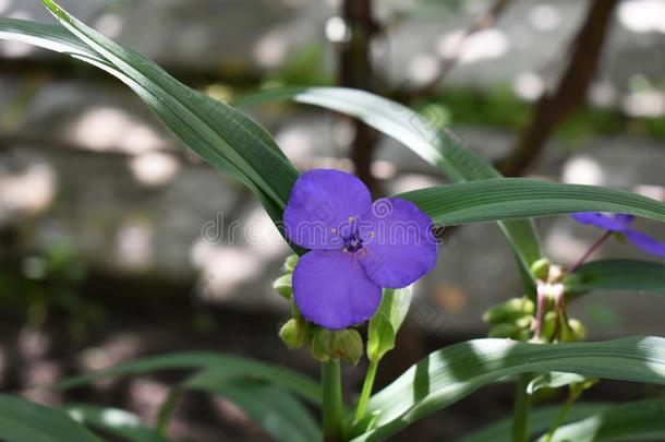 紫露草属蓝色花生长的采用指已提到的人花园.