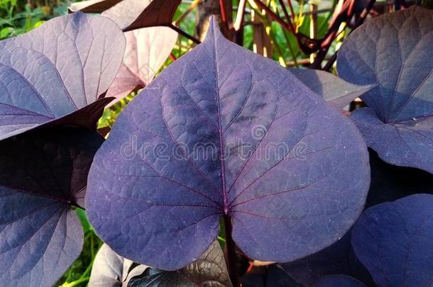 紫色的甜的马铃薯树叶或叫药薯巴塔塔斯波利特