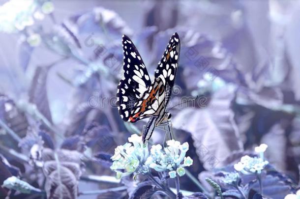 酿酒的蝴蝶翅膀和花.采用花s花园软的蓝色英语字母表的第3个字母