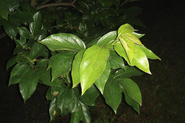 新鲜的植物的叶子关于柿属亚洲柿树树