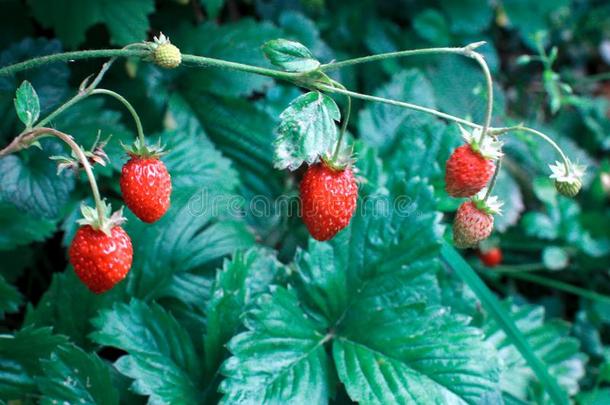 多汁的红色的浆果关于野生的草莓向背景关于绿色的草地