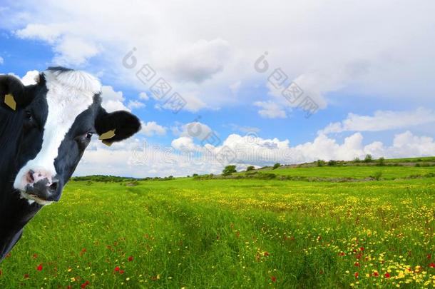 诙谐的奶牛,牛奶场奶牛和大草原同样地背景