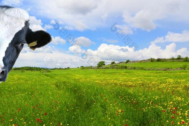 诙谐的奶牛,牛奶场奶牛和大草原同样地背景