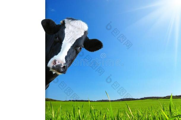 诙谐的奶牛,牛奶场奶牛和大草原同样地背景
