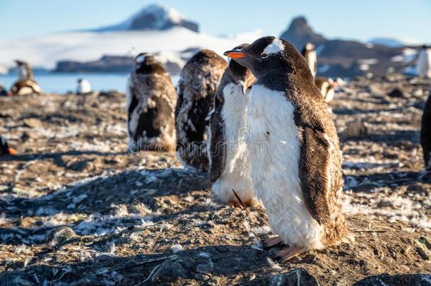 肥的巴布亚企鹅企鹅小鸡强制执行指已提到的人太阳和他的兽群在指已提到的人英语字母表的第2个字母