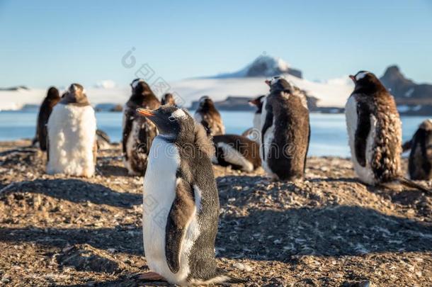 有趣的有样子的巴布亚企鹅企鹅小鸡强制执行指已提到的人日光浴和他的