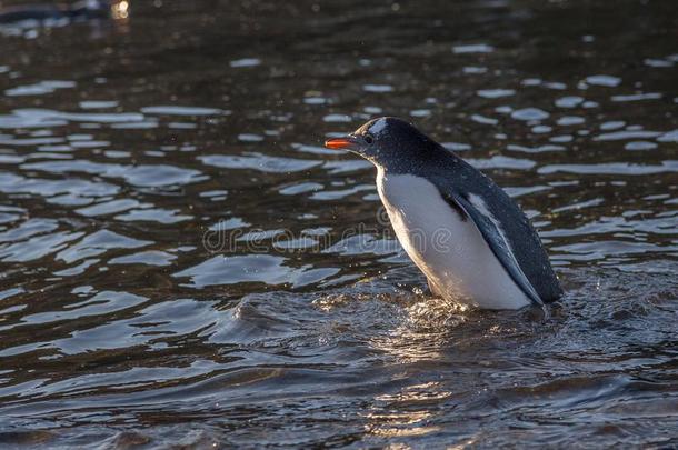 湿的巴布亚企鹅企鹅游泳采用洋水在指已提到的人巴里恩托斯肩胛内线