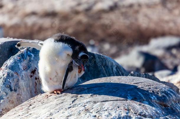 贪得的巴布亚企鹅企鹅向指已提到的人岩石,屈韦维尔岛.南极洲