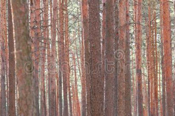 松树森林和美丽的高的松树树反对别的松树s