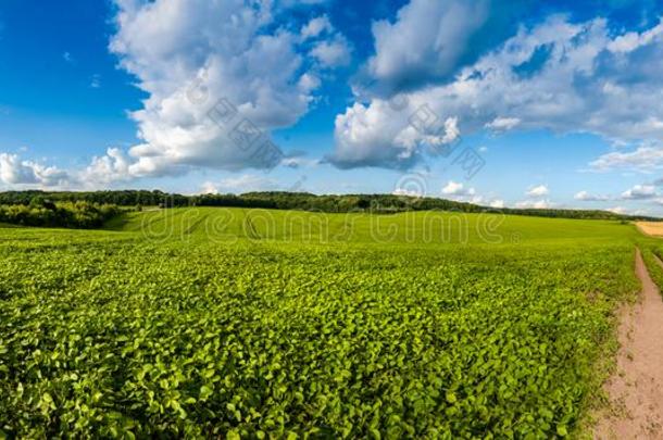 新鲜的绿色的大豆田小山,波和泥土路和很漂亮