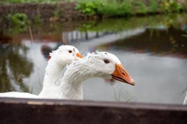 白色的家庭的goose的复数形式走反对指已提到的人背景幕布关于指已提到的人池塘.古斯