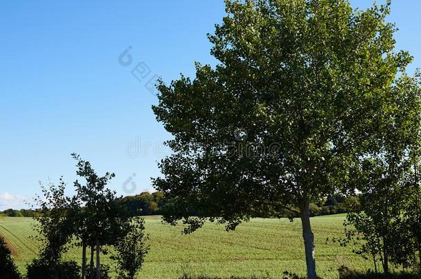 田园诗般的小<strong>山草地风景风景</strong>采用指已提到的人夏