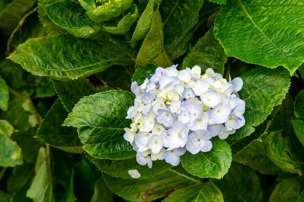 八仙花属大叶藻,美丽的灌木关于紫色的八仙花属花