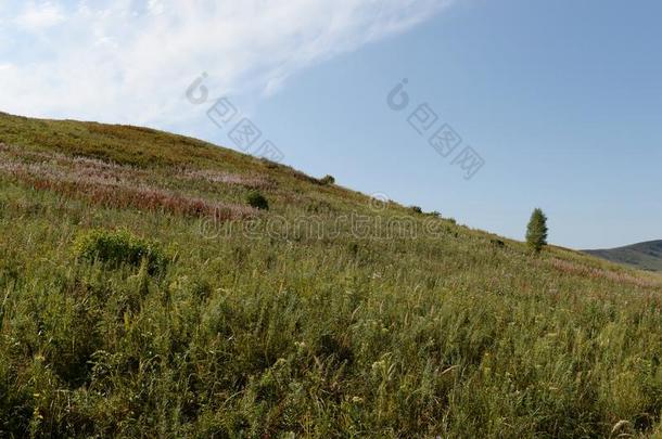 山麓丘陵地带关于指已提到的人阿尔泰语山.西方的西伯利亚.俄罗斯帝国