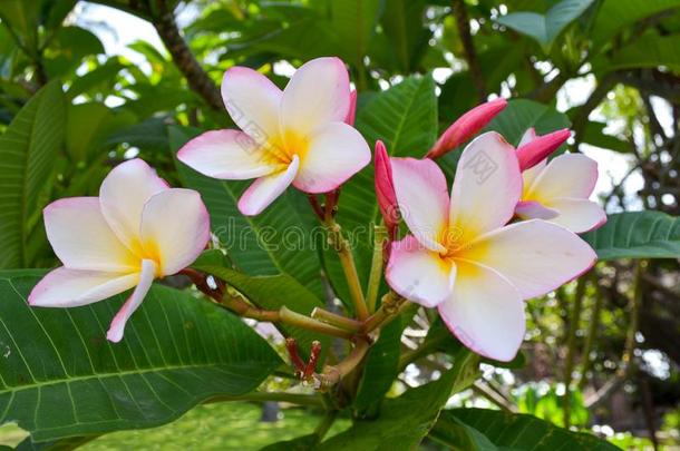 白色的,粉红色的和黄色的盛开的梅花采用热带的树叶