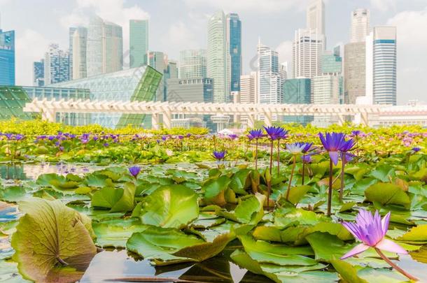 新加坡城市和地平线建筑物和莲花池塘