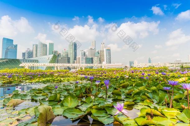 新加坡城市和地平线建筑物和莲花池塘