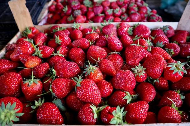 新鲜的有机的草莓采用一小儿床