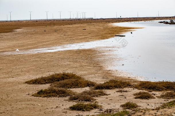 卡塔尔-阿尔霍尔黄色的沙沙漠,小的灌木采用指已提到的人前路恩