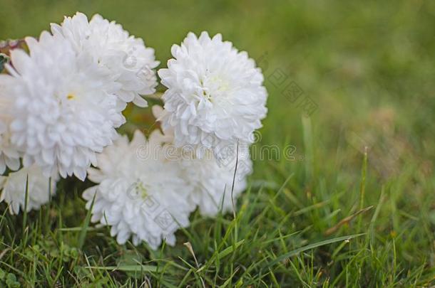 秋菊花花种植