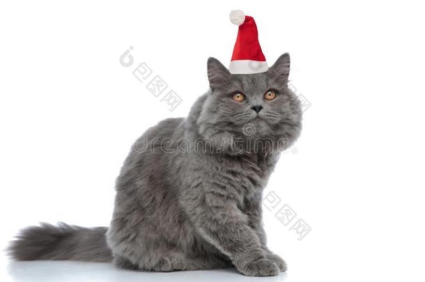 漂亮的圣诞节不列颠的演奏古典音乐的人猫和灰色毛皮一次和int.看