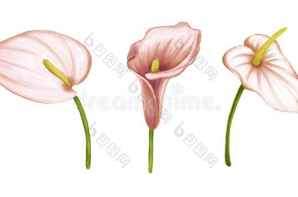 放置关于手绘画s关于t粉红色的-米黄色花花烛属植物向白色的英语字母表的第2个字母