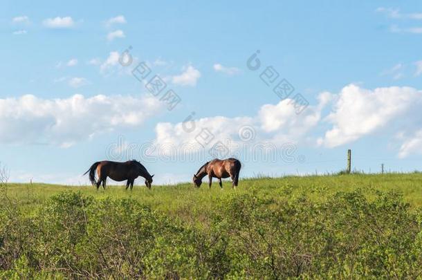 乡下的风景和两个马给食向指已提到的人绿色的草.1