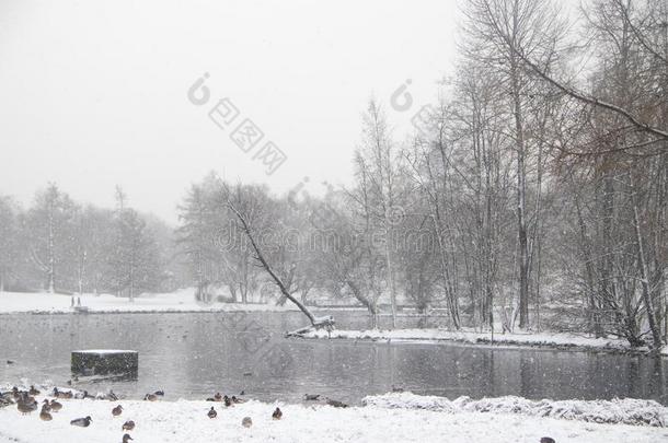 冬下雪的公园-喜欢风景.冬风景.重的雪法