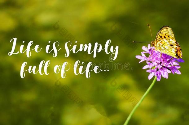 生活是（be的三单形式简单地满的关于生活-蝴蝶和指已提到的人花动机
