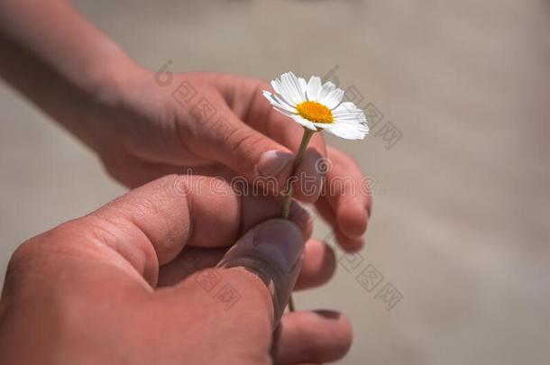 手礼物野生的花和爱在日落.美丽的后座