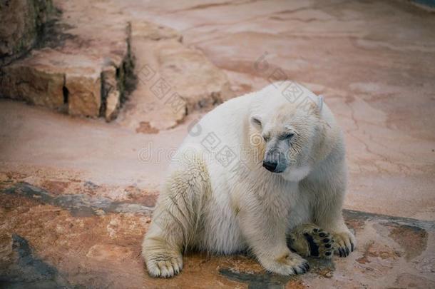 极地的熊采用指已提到的人动物园野生的鸟兽等采用法萨诺阿普利亚区游猎意大利
