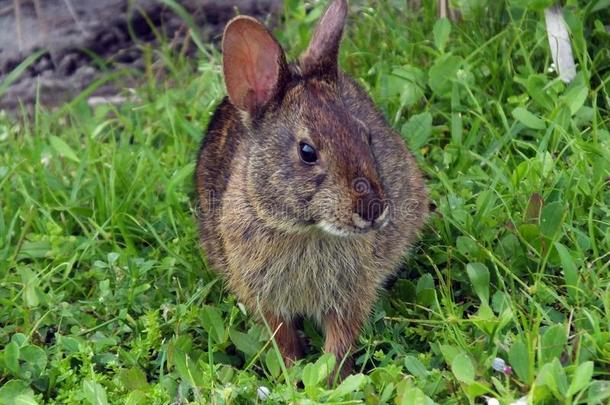 沼泽兔子棉尾兔属沼泽的