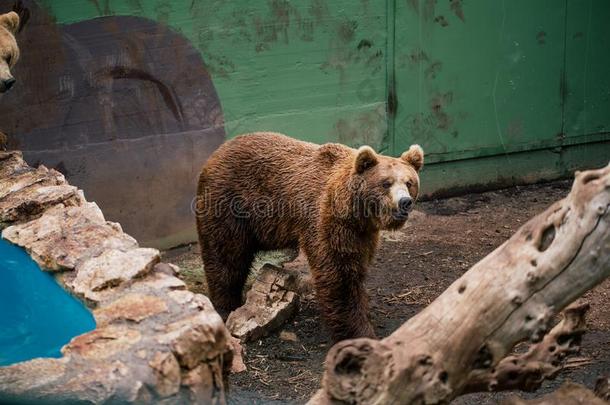 灰白头发的熊采用指已提到的人动物园野生的鸟兽等采用法萨诺阿普利亚区游猎意大利