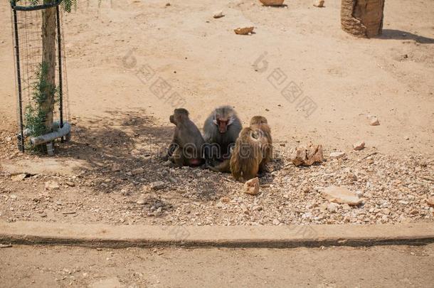 猴采用指已提到的人动物园野生的鸟兽等采用法萨诺阿普利亚区游猎动物园意大利