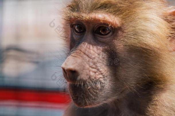 猴采用指已提到的人动物园野生的鸟兽等采用法萨诺阿普利亚区游猎动物园意大利