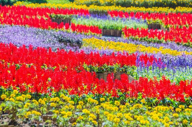 富有色彩的花在更多的C大调的第4音人名花园,城镇拉埃,泰国.