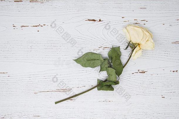 白色的木制的背景和一干燥的白色的玫瑰