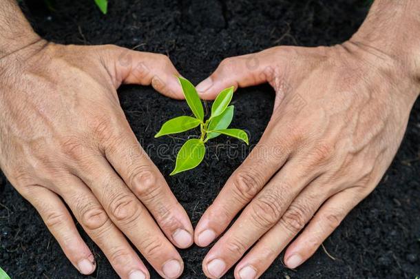 男人手种植指已提到的人树进入中指已提到的人泥土.种植观念.