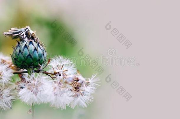 夏<strong>时间</strong>仍生活<strong>地点</strong>和松软的花,宏指令看法.是