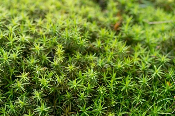 苔藓银行杜松苔苔藓-多毛层孔菌背景