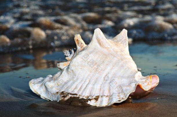 大大地粉红色的女王贝壳海中软体动物的壳说谎向湿的沙在近处指已提到的人水