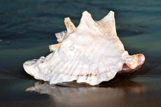 大大地粉红色的女王贝壳海中软体动物的壳说谎向湿的沙在近处指已提到的人水