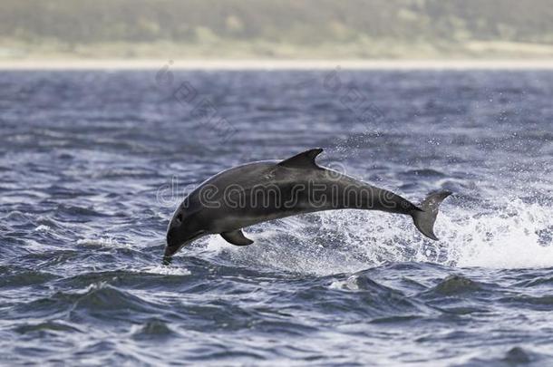 用于跳跃的攻破野生的宽吻海豚海豚宽吻海豚属坎.