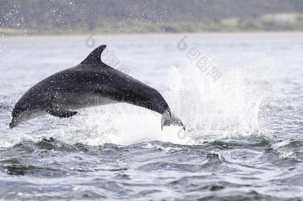 用于跳跃的攻破野生的宽吻海豚海豚宽吻海豚属坎.