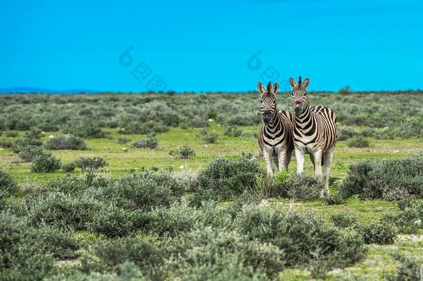 斑马采用依多沙国家的公园,纳米比亚