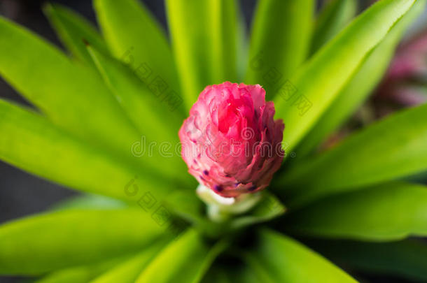 粉红色的凤梨科植物花